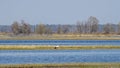 Stork on the water. The stork is hunting on the river. Background with copy space for text