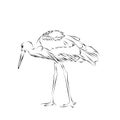 Stork, illustration. Outline drawing. Black contour. Decorative element.