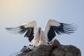 Stork with its chick and wings spread