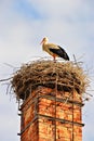 A stork in its nest Royalty Free Stock Photo