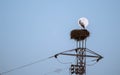 Stork in its nest on an electric tower with the moon behind Royalty Free Stock Photo