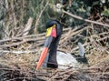 Stork or Jabiru stork setloglevel incubates eggs in the nest