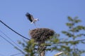 Stork landing on a nest they made on top of an electricity pole in a rural area of Romania. Wild animals living between humans