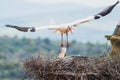 Stork landing in the nest