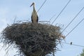 Stork in a large nest built on wires Royalty Free Stock Photo