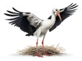 The stork is a large wading bird with long legs, a long neck, and a stiff bill. Generative AI
