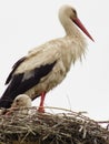 Stork.