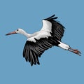 Stork