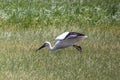 Stork lookinf for her bite in rice field before rice planting. Royalty Free Stock Photo