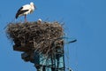 a stork looks into its nest in front of a blue, cloudless sky Royalty Free Stock Photo