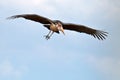 Stork marabou flies in the blue sky