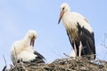 Stork mates sitting on nest Royalty Free Stock Photo