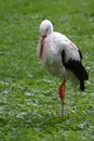 Stork on the meadow Royalty Free Stock Photo