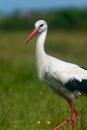 Stork on meadow