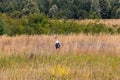 A stork bird walks across the field in search of food