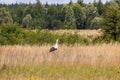 A stork bird walks across the field in search of food