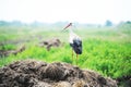 Stork on a meadow