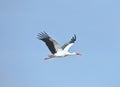 stork migrating to other countries Royalty Free Stock Photo