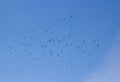 Stork migration,in the sky storks are preparing to emigrate to the south Royalty Free Stock Photo