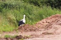A stork near a pile of sand