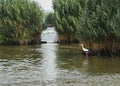 Stork near the reed bed