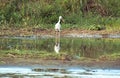 Stork near the water