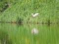 Stork near water