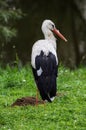 Stork near the water.