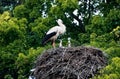 The stork nest Royalty Free Stock Photo