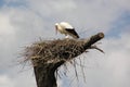 Stork nest Royalty Free Stock Photo