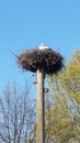 Stork nest Royalty Free Stock Photo