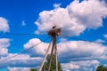 A stork in a nest against a blue sky with white clouds. An adult stork stands with its beak wide open in a nest of branches on an