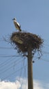 Stork in the nest