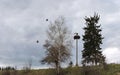 Stork nest and birds , Lithuania Royalty Free Stock Photo