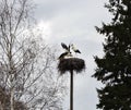 Stork nest and birds , Lithuania Royalty Free Stock Photo