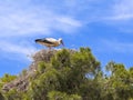 Stork in nest on blue sky background. Royalty Free Stock Photo