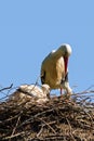 Stork nest with chicks Royalty Free Stock Photo