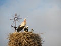 Stork nest church religion bird symbol white black Royalty Free Stock Photo