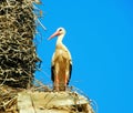 stork in the nest in a church Royalty Free Stock Photo