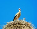 stork in the nest in a church Royalty Free Stock Photo