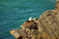 Stork nest at the edge of the cliff, Cabo Sardao, Alentejo, Port