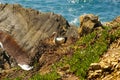 Stork nest at the edge of the cliff, Cabo Sardao, Alentejo, Port