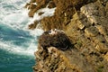 Stork nest at the edge of the cliff, Cabo Sardao, Alentejo, Port