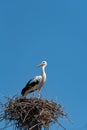 A stork in a nest on an electric pole against a blue sky. The arrival of storks or the first signs of spring in Europe