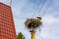 Stork nest on an electricity pole Royalty Free Stock Photo