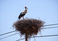 Stork on nest on electricity pole Royalty Free Stock Photo