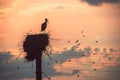 Stork in a nest and flying birds in a sunset sky