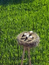 Stork nest garden fields Poland polish summer birds Royalty Free Stock Photo