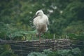 Stork in a nest in green nature