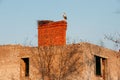 Stork in the nest on house Royalty Free Stock Photo